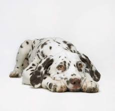 pin on dogs pet survival