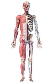 Print of foot flexed with bones and relevant muscle revealed. Full Body Human Skeleton With Muscles Photograph By Pixelchaos