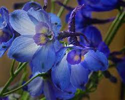 Delphinium Belladonna Flower Poison Best Flower Wallpaper