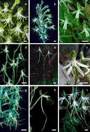 Image result for Habenaria tentaculigera
