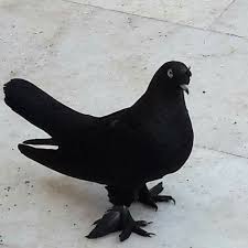 Naum O Adli Kullanicinin Guvercin Pidgeon Panosundaki Pin Evcil Hayvanlar Hayvanlar Kus