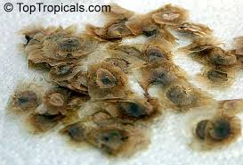 Image result for Rhigozum brevispinosum