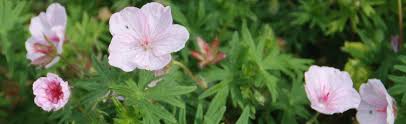 Check spelling or type a new query. Deadheading And Cutting Back Perennial Geranium Melinda Myers