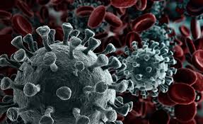 Image result for coronavirus pic