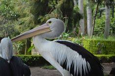 Kebun Binatang Garut Cikembulan Bandung Jawa Barat Hewan Yang Di Hotel Aston Tropicana Cihampelas Jalan Kolam Renang Ragunan Foto Hewan Binatang Kebun Binatang