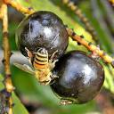 File:Honey Bee on Saw Palmetto Fruit (5022099855).jpg - Wikimedia ...