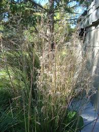 Image result for Schizachyrium