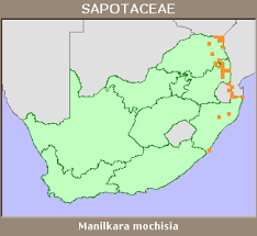 Image result for Manilkara mochisia