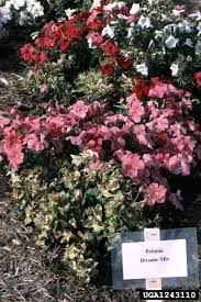 Petunia Flower Issues How To Treat Petunias Affected By Pests Or Disease Petunia Diseases Petunias Petunia Plant