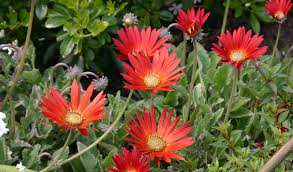 Image result for Arctotis