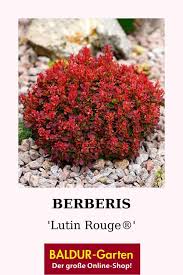 Berberis Lutin Rouge 1a Pflanzen Kaufen Baldur Garten Winterharte Pflanzen Bienenfreundliche Pflanzen Pflanzen