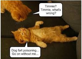 So Funny Dog Farts Do Smell So So Bad Poor Kitty Kittens Funny Cat Memes Funny Cat Memes