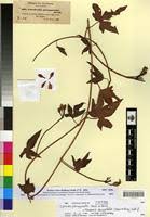 Image result for Merremia pterygocaulos