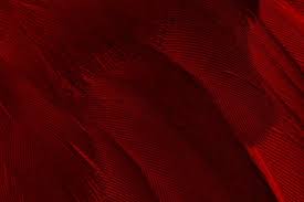 We did not find results for: Maroon Background Images Free Vectors Stock Photos Psd