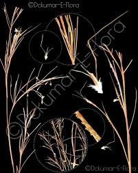Image result for Andropogon fastigiatus