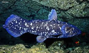 Image result for Coelachne africana