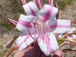 Image result for Crinum stuhlmannii