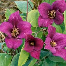Vines grow 8' to 10' tall by 3' wide. Clematis Varieties Clematis Outside Plants