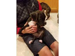 Find your new companion at nextdaypets.com. Boxer Puppies For Sale In Las Vegas Nevada Puppies For Sale Near Me
