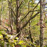 SL-GI 1003 : Arbasoen aztarnak : 24 Photos - Guipuscoa, Espagne | Randonnée  | AllTrails