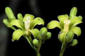 Image result for Hippocratea goetzei