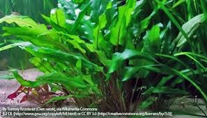 Wendtii rubella is an easy, adaptable aquarium plant, also growing in harder water. Wendt S Water Trumpet Cryptocoryne Wendtii Encyclo Fish