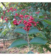 Image result for Zanthoxylum lindense