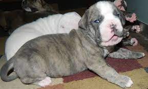 Interesting facts about the brindle french bulldog. 13 American Bulldog Puppies Ideas American Bulldog Puppies Bulldog Puppies American Bulldog