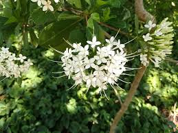 Image result for Pavetta sp. E