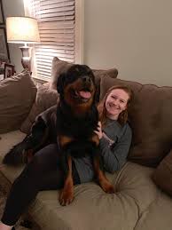 Daughter Brought Her College Roomie Home To Meet Gus Good Thing She Likes Lap Dogshttps I Redd It Lsg9k2tr2ay2 Rottweiler Lovers Lap Dogs Cute Cats And Dogs
