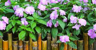 Image result for Impatiens stuhlmannii