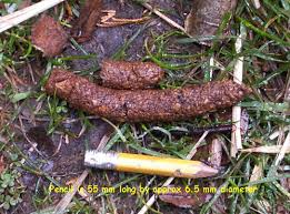 Image result for marten poop
