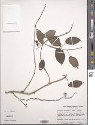 Image result for Tinospora fragosa