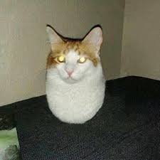 Angelyyei Adli Kullanicinin Memes Panosundaki Pin Kedi Esprileri Sevimli Kediler Hayvan Viralleri