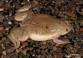 Rã-africana-de-garras