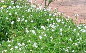 Image result for Asystasia