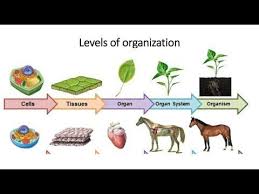 We did not find results for: Levels Of Organization Science Quizizz