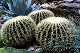 How to grow barrel cactus from a seed. Growing Golden Barrel Cactus How To Grow Golden Barrel Cactus By Seeds