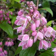 E' un arbusto con fiori ermafroditi, riuniti in infiorescenze, sono di colore rosa o bianco, con corolla a tubo stretto terminante in cinque lobi, grandi. Deutzia X Magnifica Tourbillon Rouge Arbusti Da Fiore Arbusti Fiori