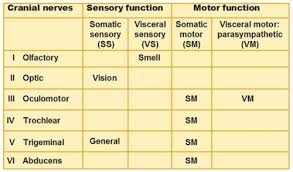 Cranial Nerves Tumblr