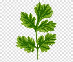 Celery Clipart Coriander Clipart Vase Jar Pottery Plant Transparent Png Pngset Com