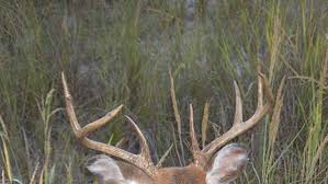 Its carcass will, therefore, weigh 124 pounds. Taylorsville Butcher Shop Donates 600 Lbs Of Deer Meat To Local Food Bank