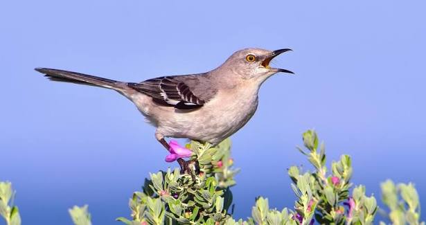Northern Mockingbird Overview, All About Birds, Cornell Lab of Ornithology