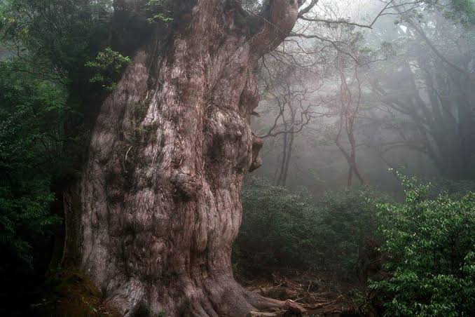 Mga resulta ng larawan para sa Jomon Sugi tree"