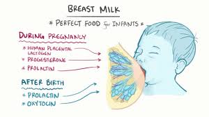 You're still nursing and you just got a positive pregnancy test — so what now? Breastfeeding Osmosis