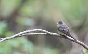 Image result for Contopus virens