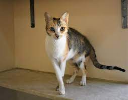 Toronto humane society is currently open from 10:00 am to 6:00 pm monday through sunday. Home Abu Dhabi Animal Shelter