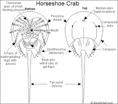 Crabs coloring pages | free coloring pages. Horseshoe Crab Coloring Page 99degree