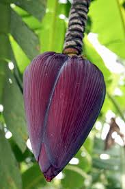Image result for Massularia acuminata