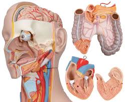 The eye has several major components: Dual Sex Muscle Torso Anatomy Model Deluxe 31 Parts Anatomical World Wide